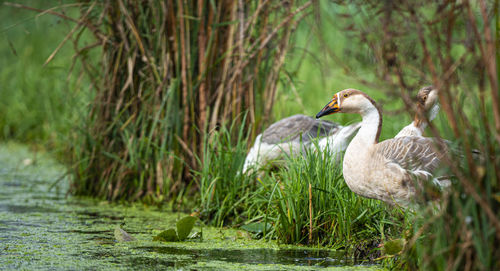 Swan swimming in lake