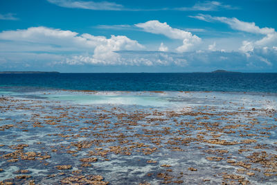 Corals seen shallow sea during low tide in sampoerna, sabah, malaysia.