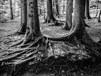 Trees in forest