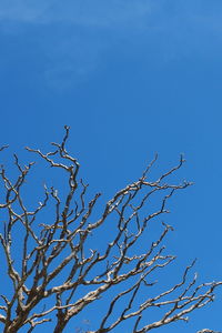 Low angle view of bird on tree against clear blue sky