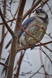 Low angle view of bird perching on branch