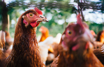 Chickens at farm