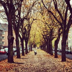 Road passing through trees in park