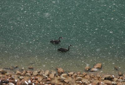 High angle view of black swans swimming in lake during winter