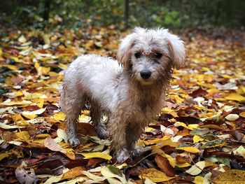 White dog full of mud surrounded by yellow autumn leaves