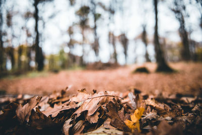 Close-up of dried leaves on field