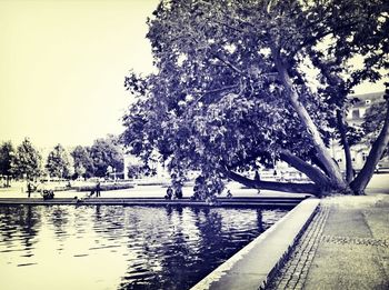 Reflection of trees in water