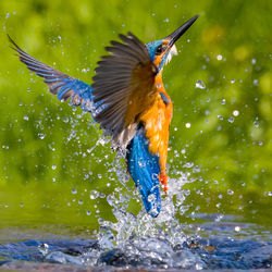 Close-up of bird flying in lake