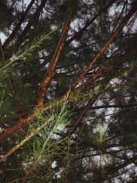 Low angle view of bamboo trees in forest