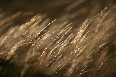 Close-up of stalks in field