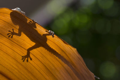 Close-up of insect on wood