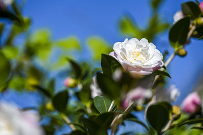 Close-up of white flowering plant