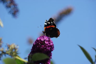 Low angle view of butterfly on purple flowers