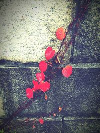 Close up of red flowers