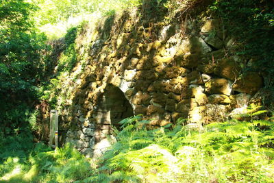 Rock formation amidst trees