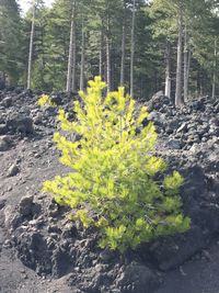 Plant growing on rock