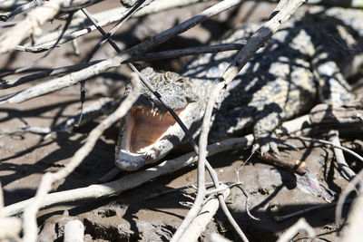 Close-up of animal skull