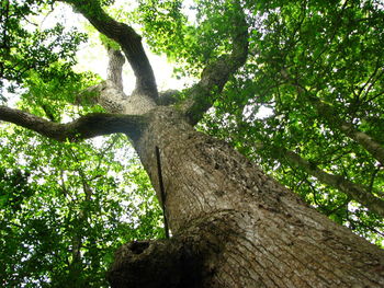 Low angle view of tree trunks in forest