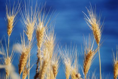 Close-up of wheat growing on field against blue sky