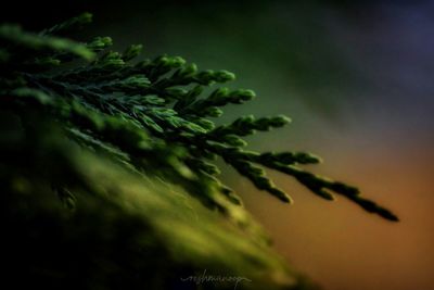 Low angle view of leaves against sky at sunset