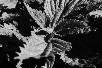 Close-up of leaves on plant