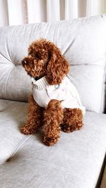 Small dog relaxing on sofa at home