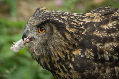 Profile view of eurasian eagle owl with mice in mouth