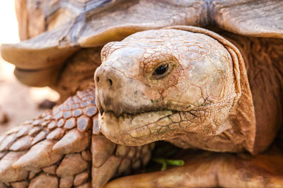 Close-up of a turtle