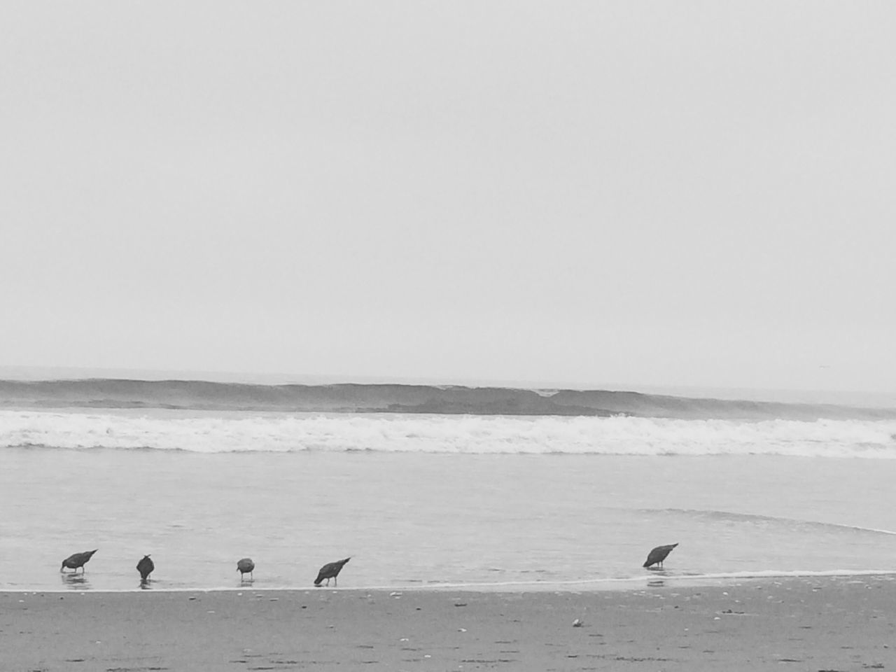 bird, animal themes, animals in the wild, wildlife, sea, water, clear sky, seagull, beach, copy space, flying, horizon over water, nature, shore, tranquility, one animal, beauty in nature, tranquil scene, flock of birds