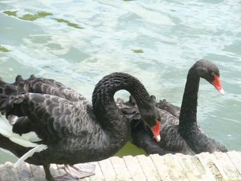 Ducks in the lake