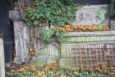 Ivy growing on wall