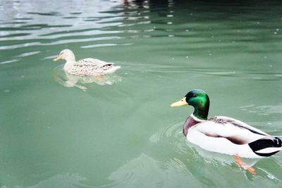 Bird in water