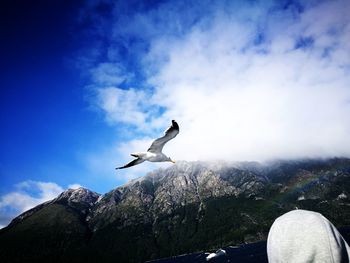 Low angle view of seagull flying against sky