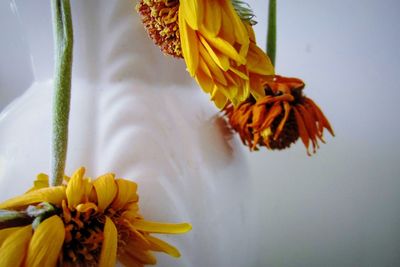 Close-up of wilted yellow flower