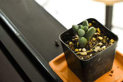 High angle view of succulent plant on table