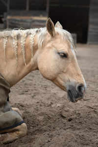 Close-up of a horse in ranch