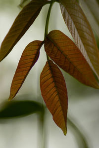 Low angle view of orange leaves