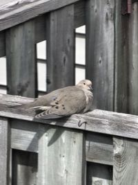 Close-up of bird perching on wooden fence