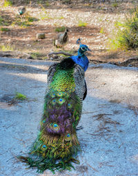 View of peacock