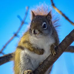 Low angle view of squirrel on branch against blue sky