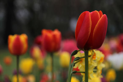 Close-up of red tulips