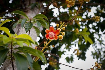 Close-up of red flowering plant