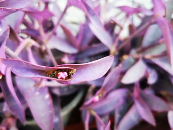 Close-up of pink flowering plant