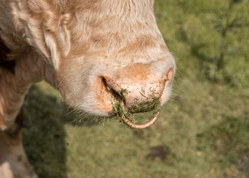 Close-up of cow with septum and eating grass