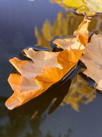 Close-up of autumn leaves on table