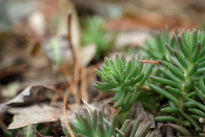 Close-up of succulent plant on field