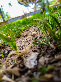 Surface level of dirt on field