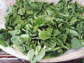 High angle view of green leaves