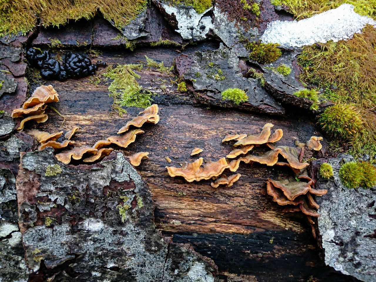 leaf, autumn, day, no people, close-up, tree trunk, outdoors, tree, nature