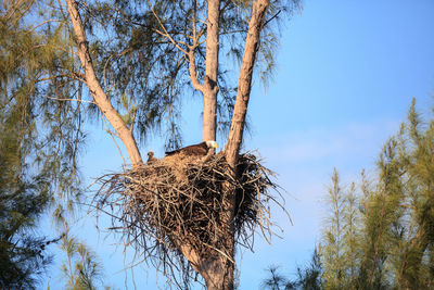 Low angle view of bird nest on tree against sky